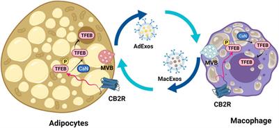 Anti-Inflammatory and Pro-Autophagy Effects of the Cannabinoid Receptor CB2R: Possibility of Modulation in Type 1 Diabetes